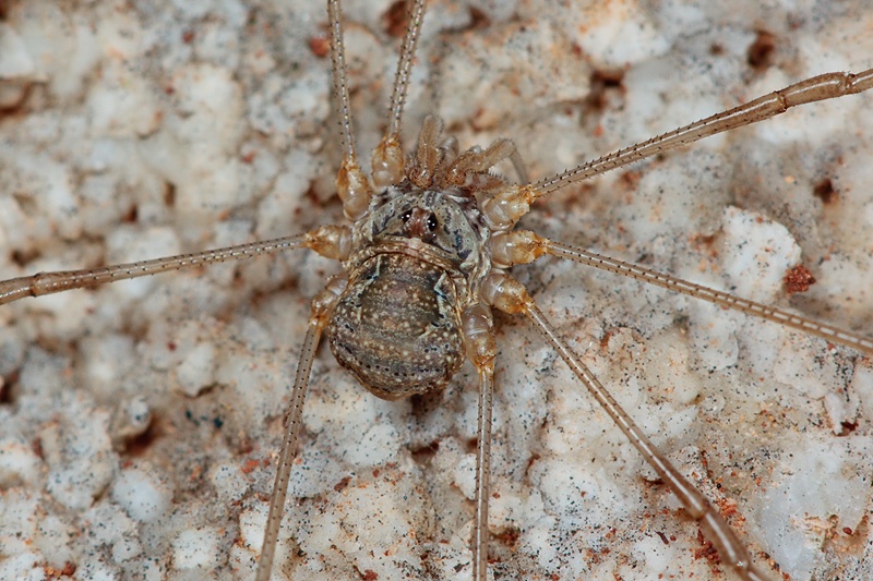 Phalangium targionii (?) from Malta